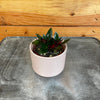 Nematanthus Goldfish Shady Lady Mae, 2 Plant
