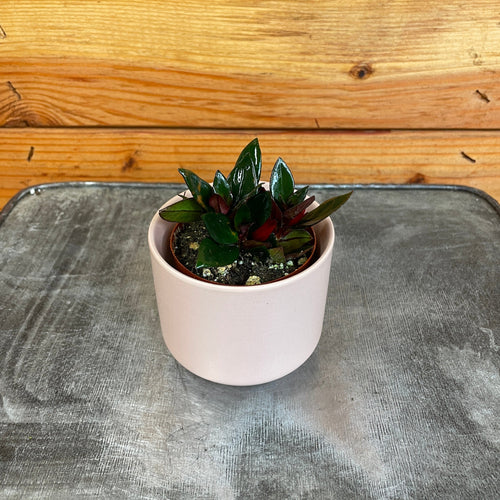 Nematanthus Goldfish Shady Lady Mae, 2 Plant