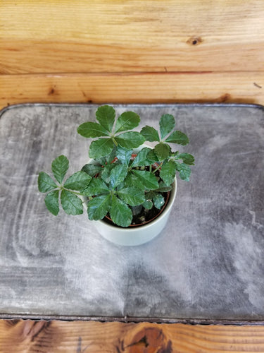 Parthenocissus Sugar Vine, 2 Plant