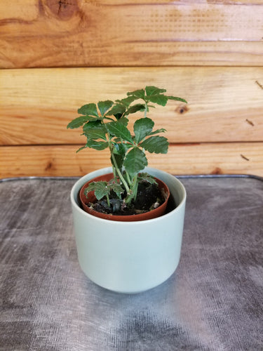 Parthenocissus Sugar Vine, 2 Plant