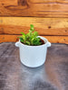 Peperomia Jitterbug, 2 Plant