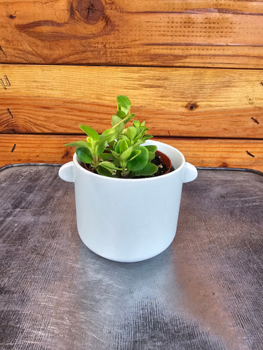 Peperomia Jitterbug, 2 Plant