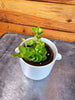 Peperomia Jitterbug, 2 Plant