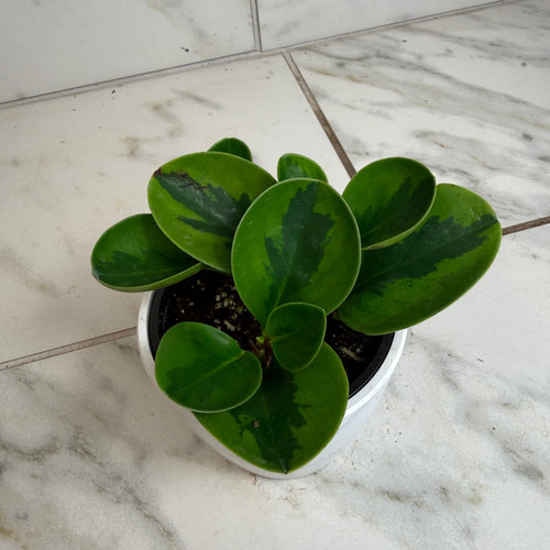 Peperomia Obtusifolia Lemon Lime, 4 Plant