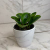 Peperomia Obtusifolia Lemon Lime, 4 Plant