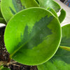 Peperomia Obtusifolia Lemon Lime, 4 Plant