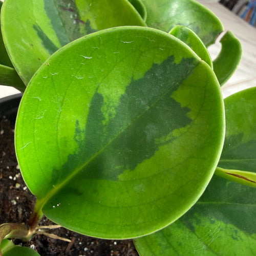 Peperomia Obtusifolia Lemon Lime, 4 Plant
