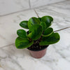 Peperomia Obtusifolia Lemon Lime, 4 Plant
