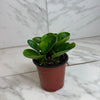 Peperomia Obtusifolia Lemon Lime, 4 Plant