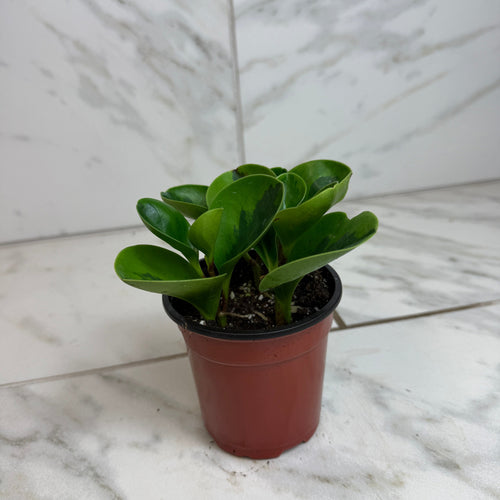Peperomia Obtusifolia Lemon Lime, 4 Plant
