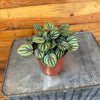 Peperomia Piccolo Banda, 4 Plant