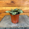 Peperomia Piccolo Banda, 4 Plant