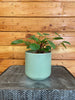 Peperomia Rana Verde, 4 Plant