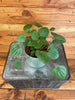 Peperomia Rana Verde, 4 Plant