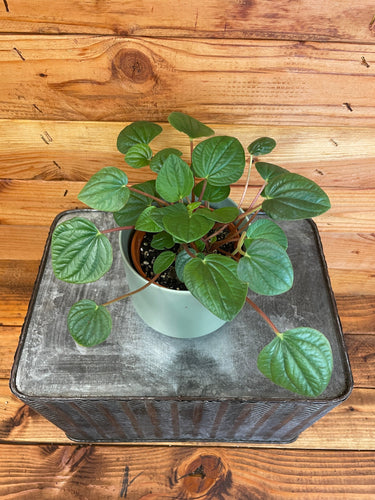 Peperomia Rana Verde, 4 Plant