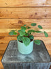 Peperomia Rana Verde, 4 Plant
