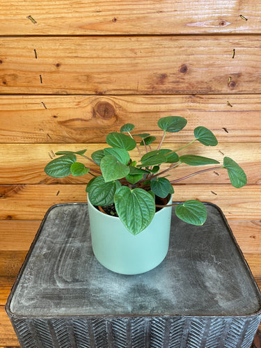 Peperomia Rana Verde, 4 Plant