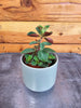 Peperomia Red Log, 2 Plant