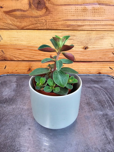 Peperomia Red Log, 2 Plant