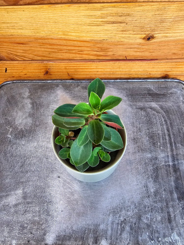 Peperomia Red Log, 2 Plant