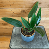 Philodendron Guttiferum, 4 Plant