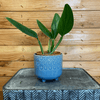 Philodendron Guttiferum, 4 Plant