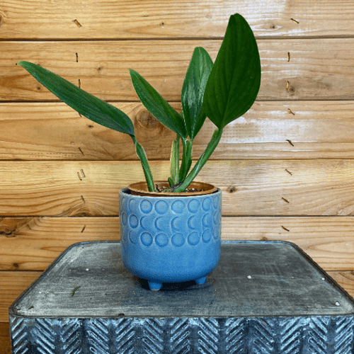 Philodendron Guttiferum, 4 Plant