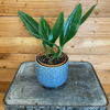 Philodendron Guttiferum, 4 Plant
