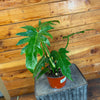 Philodendron Mayoi, 6 Plant