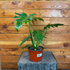 Philodendron Mayoi, 6 Plant