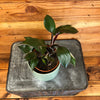 Philodendron White Knight, 4 Plant