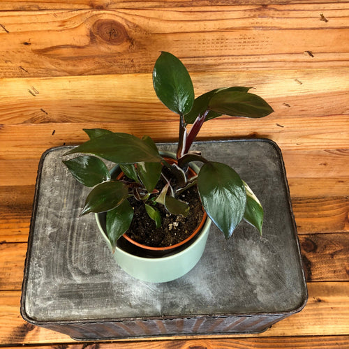 Philodendron White Knight, 4 Plant