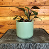 Philodendron White Knight, 4 Plant