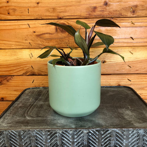 Philodendron White Knight, 4 Plant