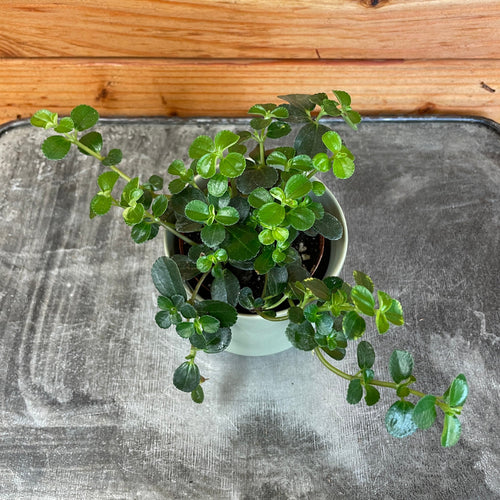 Pilea Espresso, 2 Plant