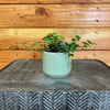 Pilea Espresso, 2 Plant