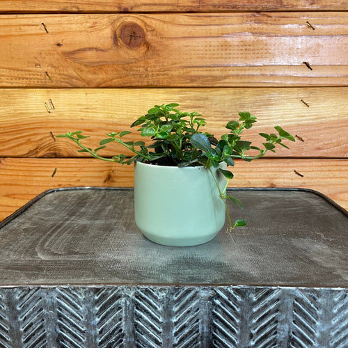 Pilea Espresso, 2 Plant