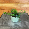 Pilea Espresso, 2 Plant