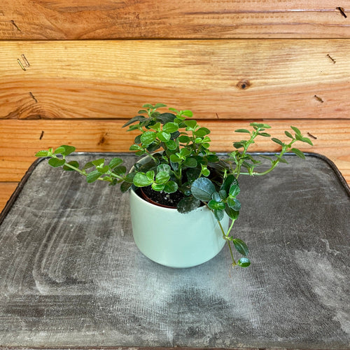 Pilea Espresso, 2 Plant