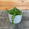 Pilea Green Baby Tears, 2 Plant