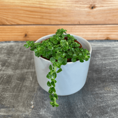 Pilea Green Baby Tears, 2 Plant