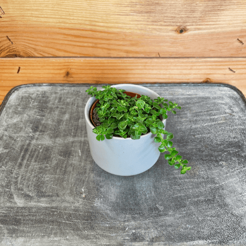 Pilea Green Baby Tears, 2 Plant