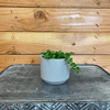 Pilea Green Baby Tears, 2 Plant
