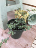 Pilea Silver Baby Tears, 2 Plant