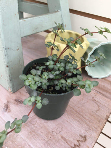 Pilea Silver Baby Tears, 2 Plant