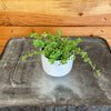 Pilea Tiny Tears, 2 Plant