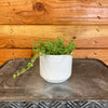 Pilea Tiny Tears, 2 Plant