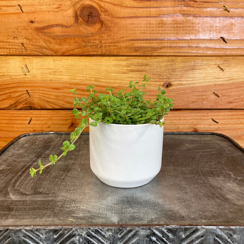 Pilea Tiny Tears, 2 Plant