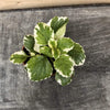 Plectranthus Swedish Ivy Mint, 2 Plant