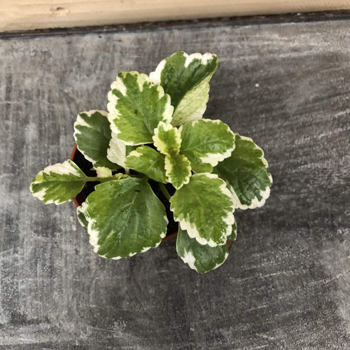 Plectranthus Swedish Ivy Mint, 2 Plant
